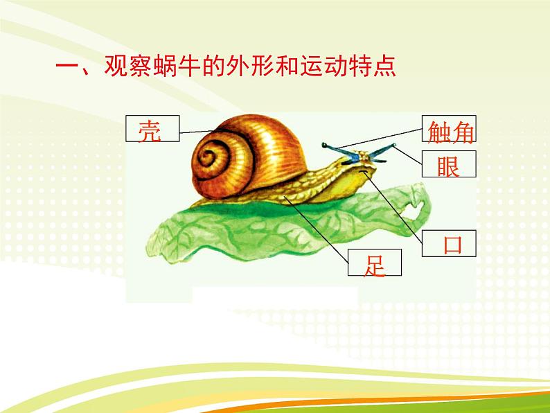 浙教版科学七年级上册 第二章 第一节 生物与非生物（课件）第2页