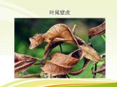 浙教版科学七年级上册 第二章 第一节 生物与非生物（课件）