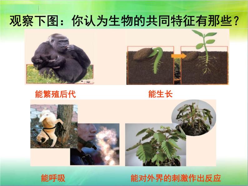 生物与非生物PPT课件免费下载03