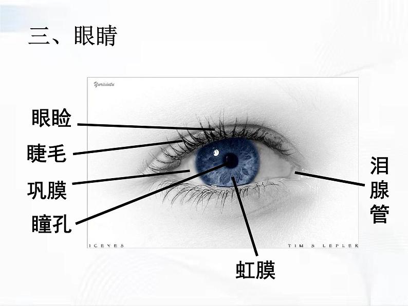 浙教版科学七年级下册 第二章 第六节 透镜和视觉 第3课时 课件第6页