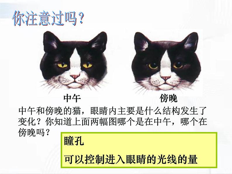 浙教版科学七年级下册 第二章 第六节 透镜和视觉 第3课时 课件第8页