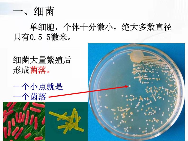 浙教版科学七年级下册 第一章 第六节 细菌和真菌的繁殖 第1课时 课件06