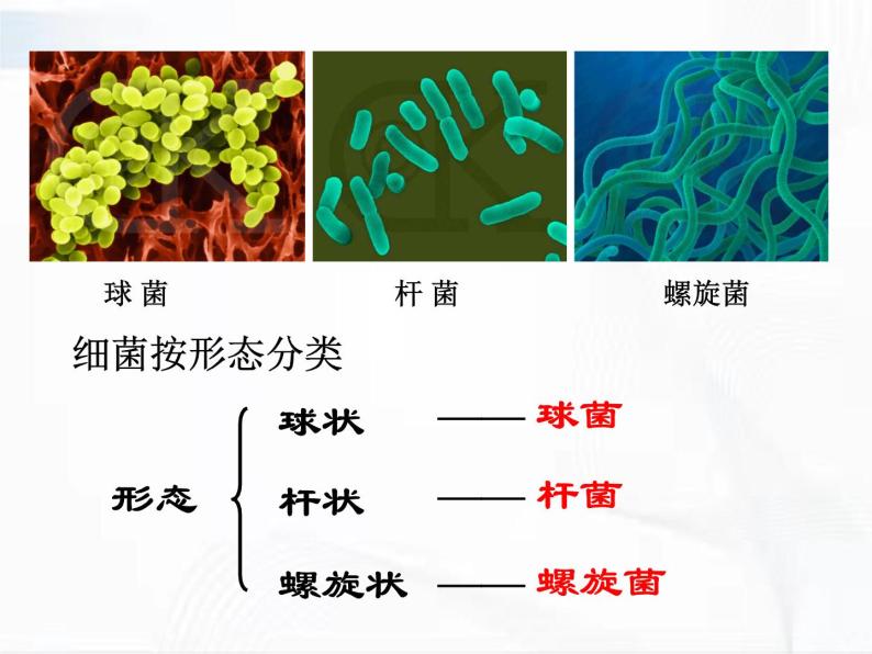 浙教版科学七年级下册 第一章 第六节 细菌和真菌的繁殖 第1课时 课件07
