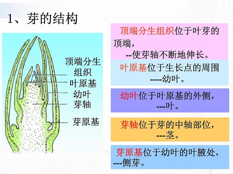 浙教版科学七年级下册 第一章 第四节 植物的一生 第2课时 课件06