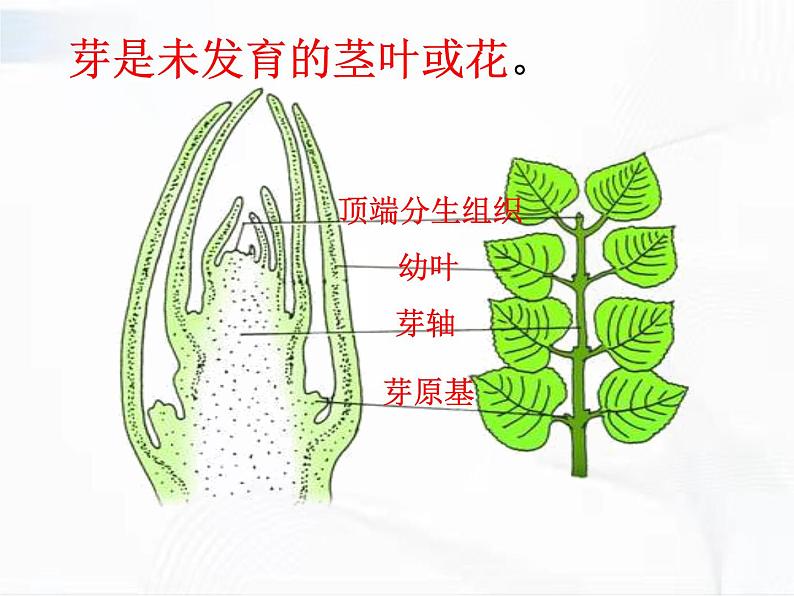 浙教版科学七年级下册 第一章 第四节 植物的一生 第2课时 课件07