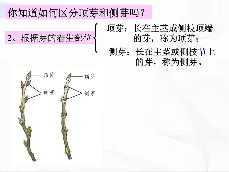 浙教版科学七年级下册 第一章 第四节 植物的一生 第2课时 课件08