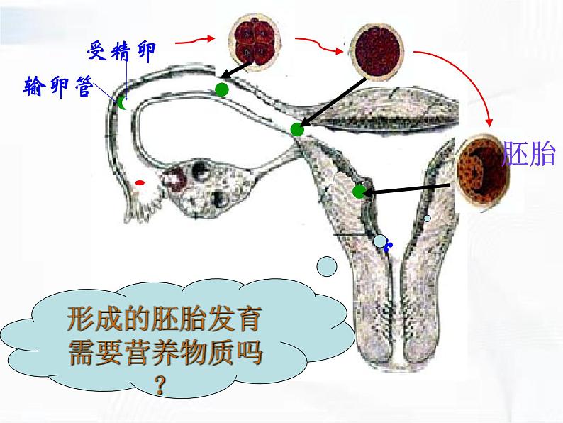 浙教版科学七年级下册 第一章 第一节 新生命的诞生 第2课时 课件+视频素材05