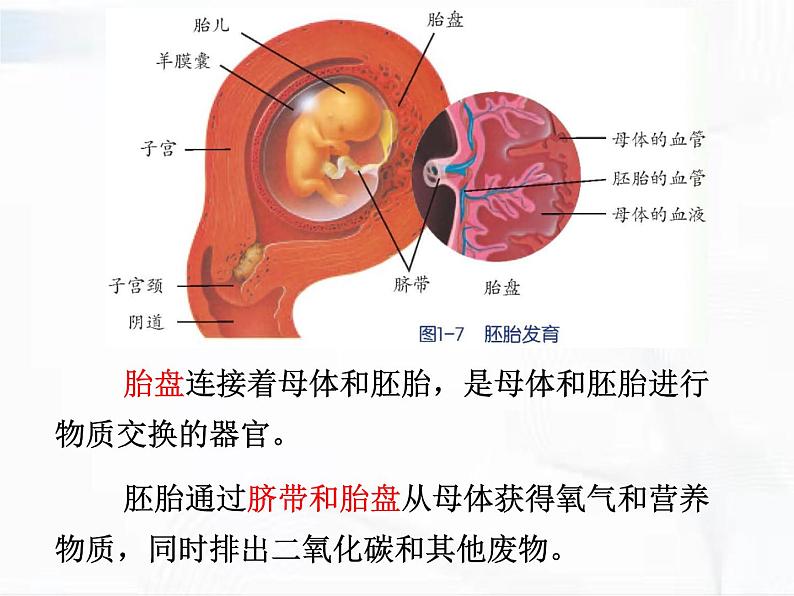 浙教版科学七年级下册 第一章 第一节 新生命的诞生 第2课时 课件+视频素材08