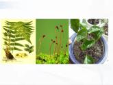 浙教版科学七年级下册 第一章 第五节 植物生殖方式的多样性 第2课时 课件