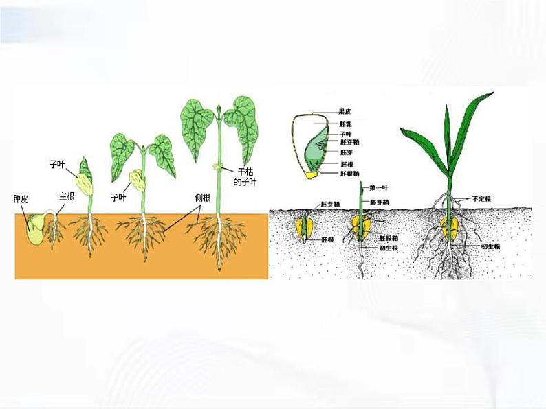 浙教版科学七年级下册 第一章 第四节 植物的一生 第1课时 课件04