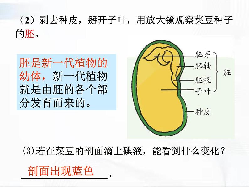 浙教版科学七年级下册 第一章 第四节 植物的一生 第1课时 课件07