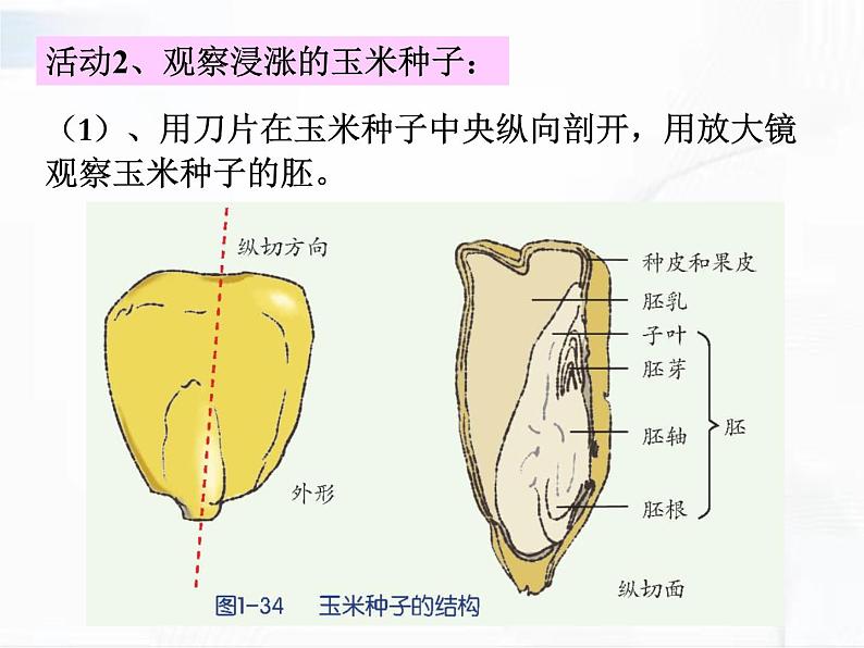 浙教版科学七年级下册 第一章 第四节 植物的一生 第1课时 课件08