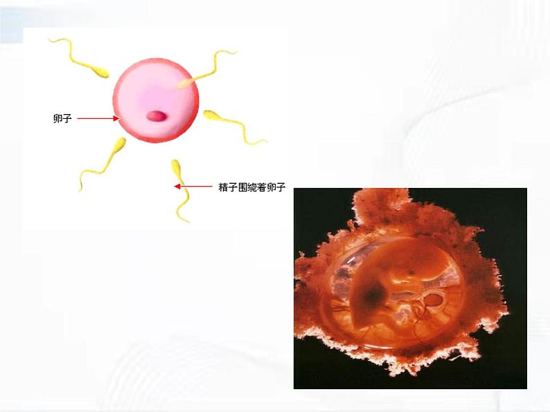 浙教版科学七年级下册 第一章 第一节 新生命的诞生 第1课时 课件第4页