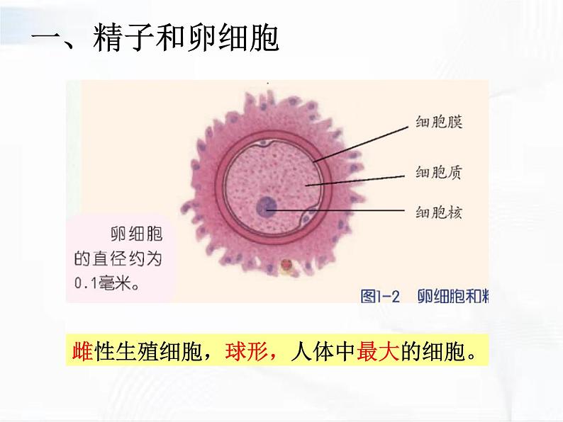 浙教版科学七年级下册 第一章 第一节 新生命的诞生 第1课时 课件第6页