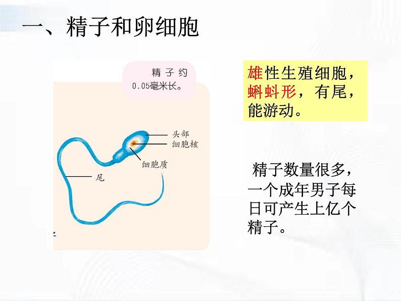 浙教版科学七年级下册 第一章 第一节 新生命的诞生 第1课时 课件第7页