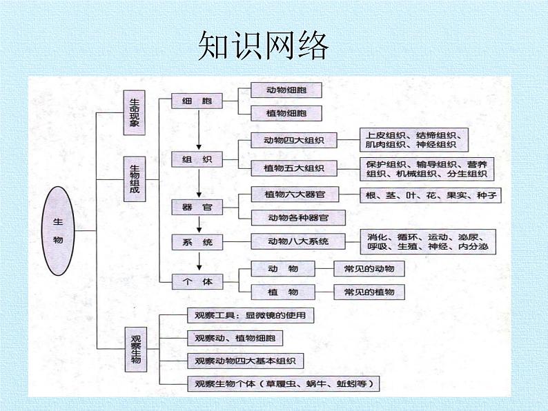 浙教版科学七年级上册 第二章 观察生物 复习（课件）02