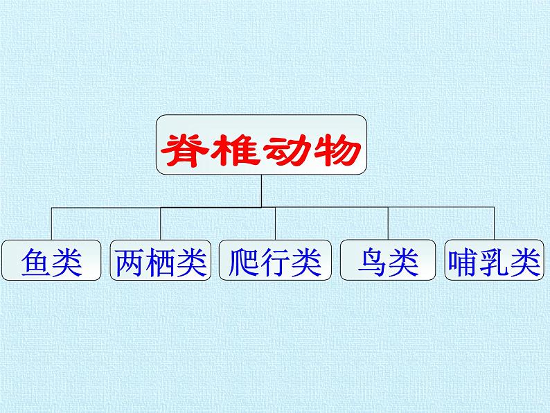 浙教版科学七年级上册 第二章 观察生物 复习（课件）05