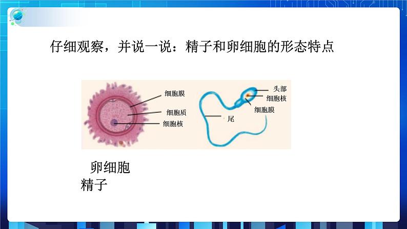 1.1新生命的诞生 第1课时 (课件+教案+导学案）04