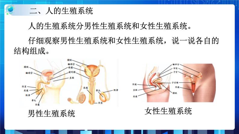 1.1新生命的诞生 第1课时 (课件+教案+导学案）08