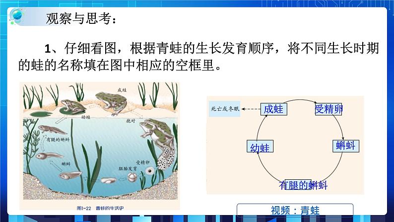 ZJ版七下1.3动物的生长时期（1）第4页