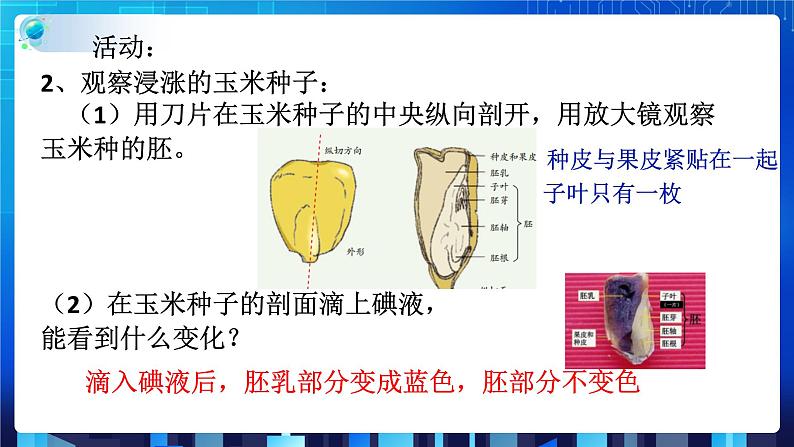 1.4植物的一生 第1课时  (课件+教案+导学案）07