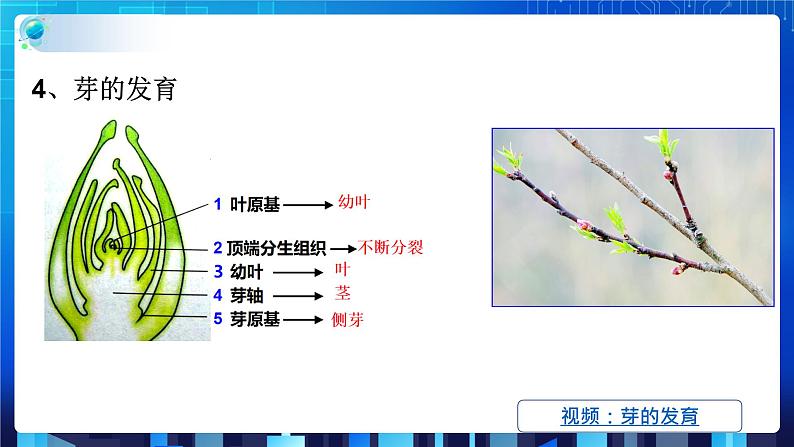 1.4植物的一生 第3课时   (课件+教案+导学案）06