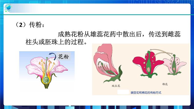 1.5植物生殖方式的多样性第1课时  (课件+教案+导学案）08
