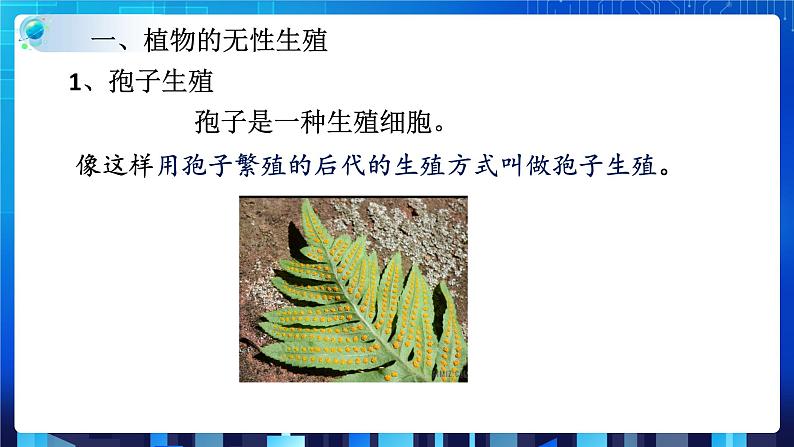 ZJ版科学七下1.5植物生殖方式的多样性（2）第6页