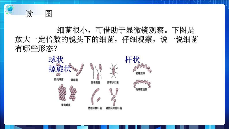 1.6细菌和真菌的繁殖 第1课时   (课件+教案+导学案）05