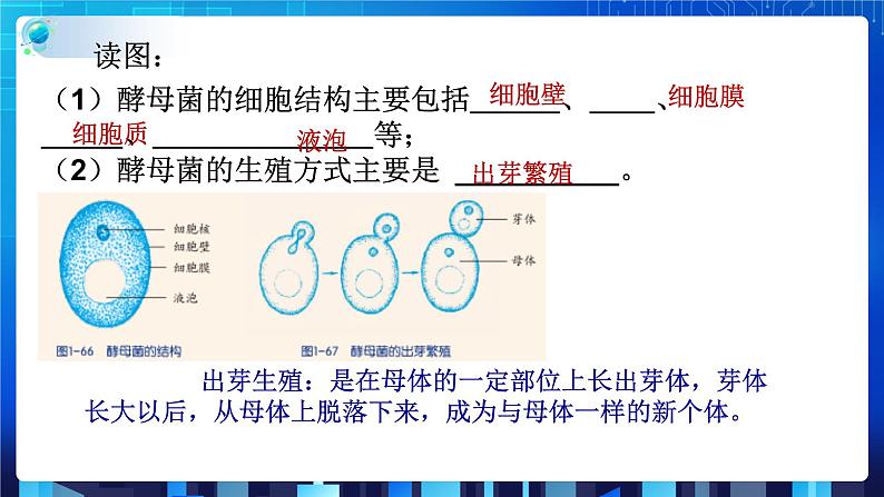 1.6细菌和真菌的繁殖 第2课时   (课件+教案+导学案）05