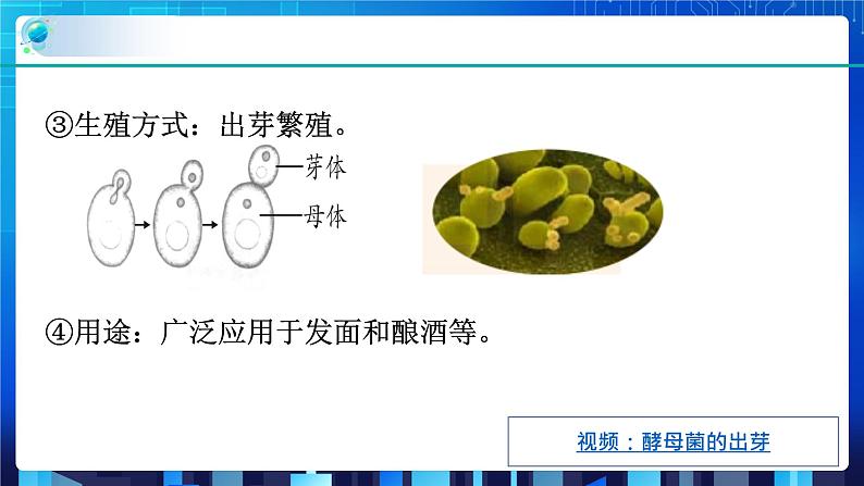 1.6细菌和真菌的繁殖 第2课时   (课件+教案+导学案）07