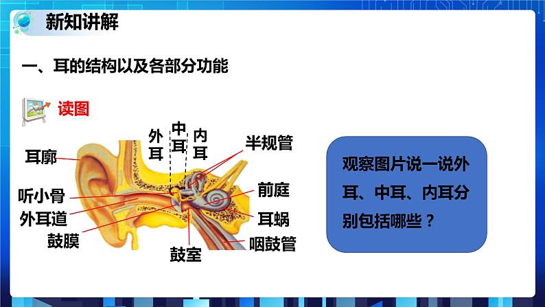 2.3耳和听觉 第1课时  (课件+教案+导学案）03
