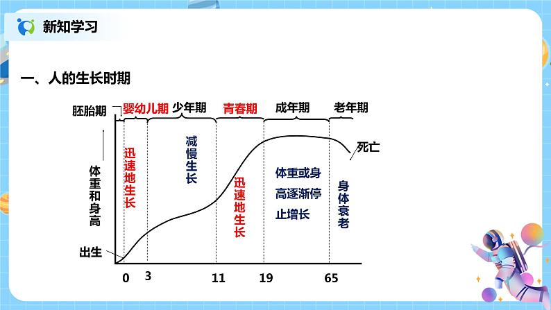 浙教版科学七下1.2《走向成熟》课件+教案08