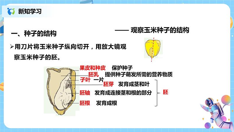 浙教版科学七下1.4《植物的一生》第一课时 课件+教案07