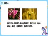 浙教版科学七下1.5《植物生殖方式的多样性》课件+教案