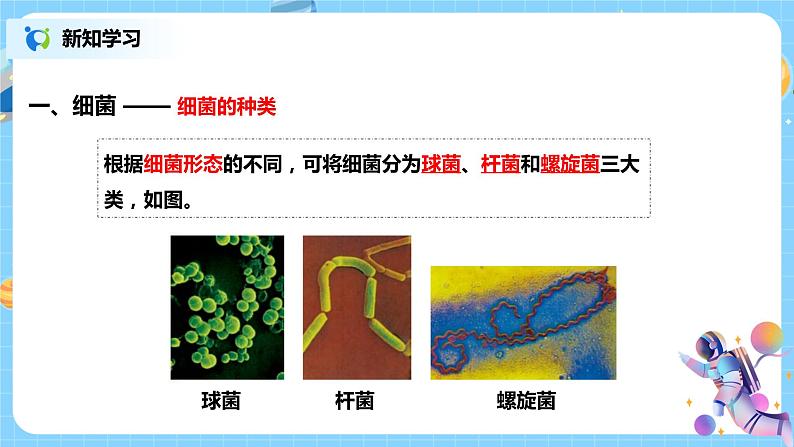 浙教版科学七下1.6《细菌和真菌的繁殖》课件+教案06