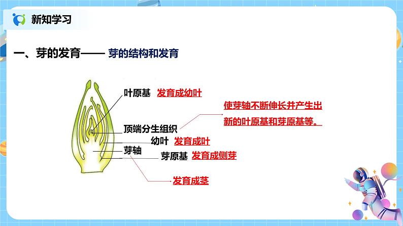 浙教版科学七下1.4《植物的一生》第二课时 课件+教案06