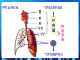 3.5《生物的呼吸和呼吸作用》第1课时 课件+教案+练习