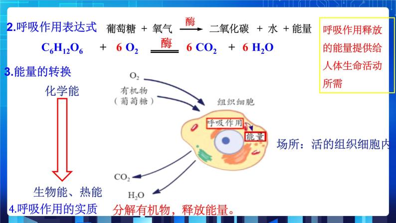 3.5《生物的呼吸和呼吸作用》第2课时 课件+教案+练习04