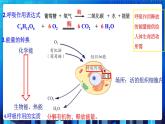 3.5《生物的呼吸和呼吸作用》第2课时 课件+教案+练习