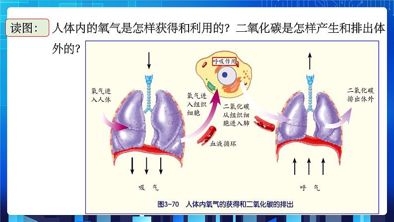 3.5《生物的呼吸和呼吸作用》第2课时 课件+教案+练习06