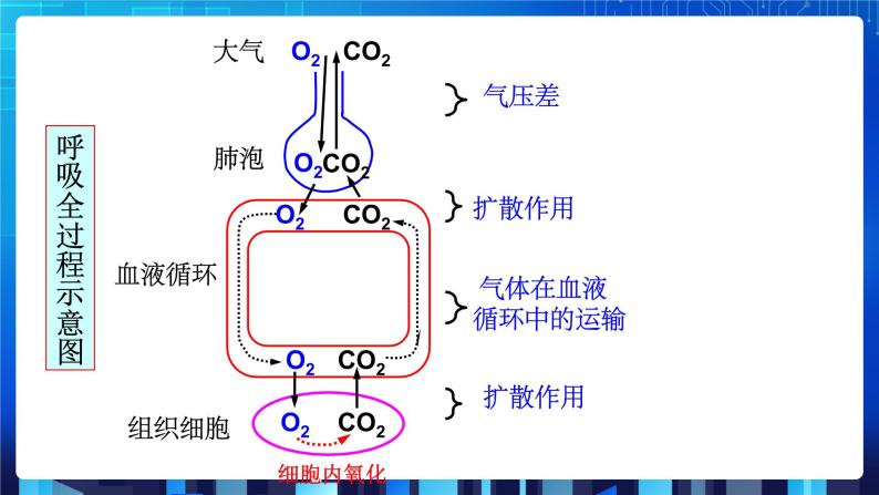 3.5《生物的呼吸和呼吸作用》第2课时 课件+教案+练习07