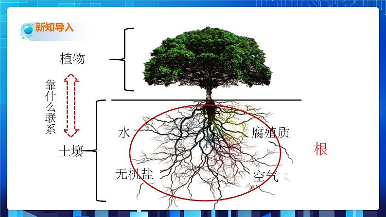 4.3《植物的根与物质吸收》课件+教案+练习02