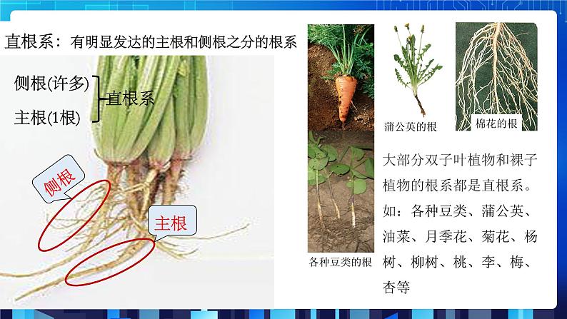 4.3《植物的根与物质吸收》课件+教案+练习05