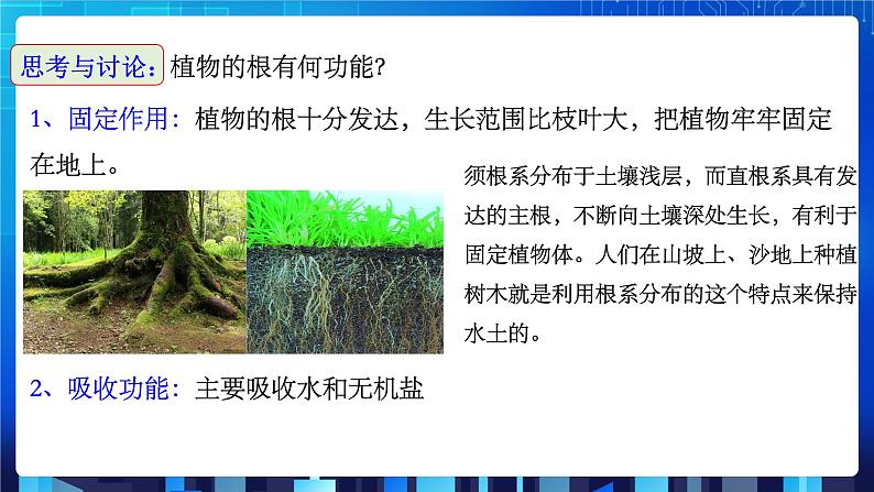 4.3《植物的根与物质吸收》课件+教案+练习07