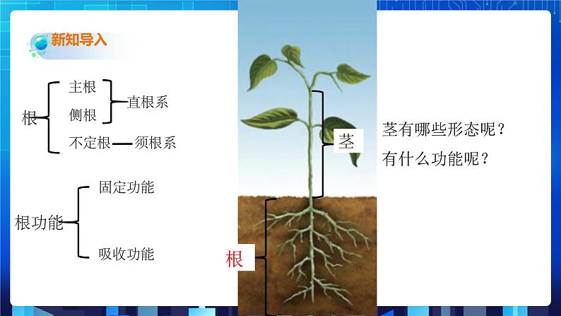 4.4《植物的茎与物质运输》第2页