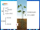4.4《植物的茎与物质运输》课件+教案+练习
