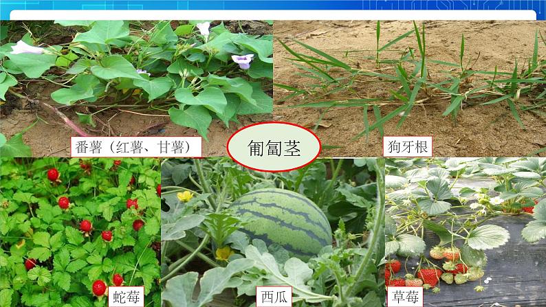 4.4《植物的茎与物质运输》第4页