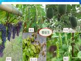 4.4《植物的茎与物质运输》课件+教案+练习