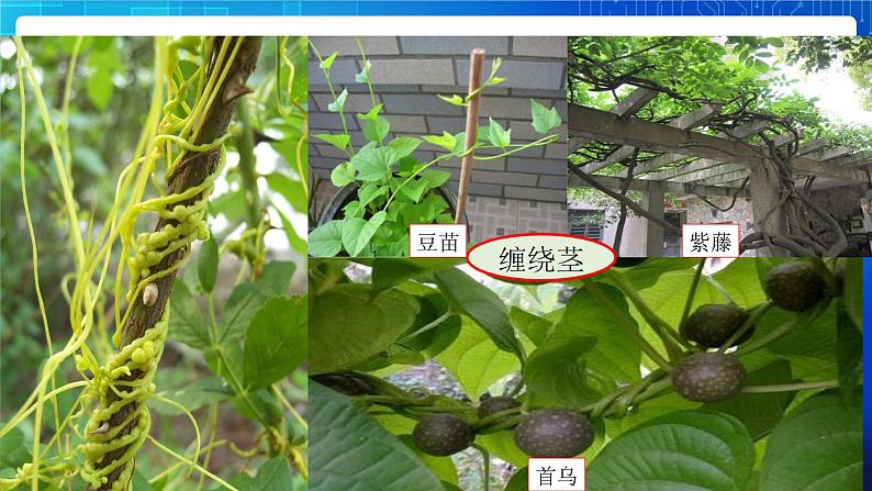 4.4《植物的茎与物质运输》第6页